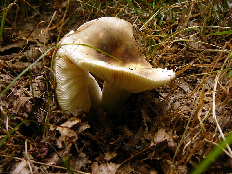 Russula heterophylla